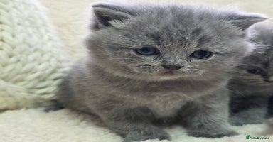 British Shorthair cats - Advert 15