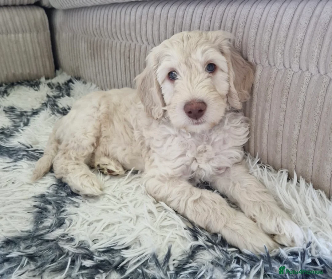 Labradoodle dogs for stud: Australian Labradoodle Stud (Health Tested) in Great Yarmouth - Advert 28