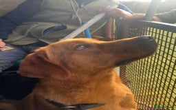 Labrador Retriever dogs for sale: Fox Red Labrador puppies  - Image 23