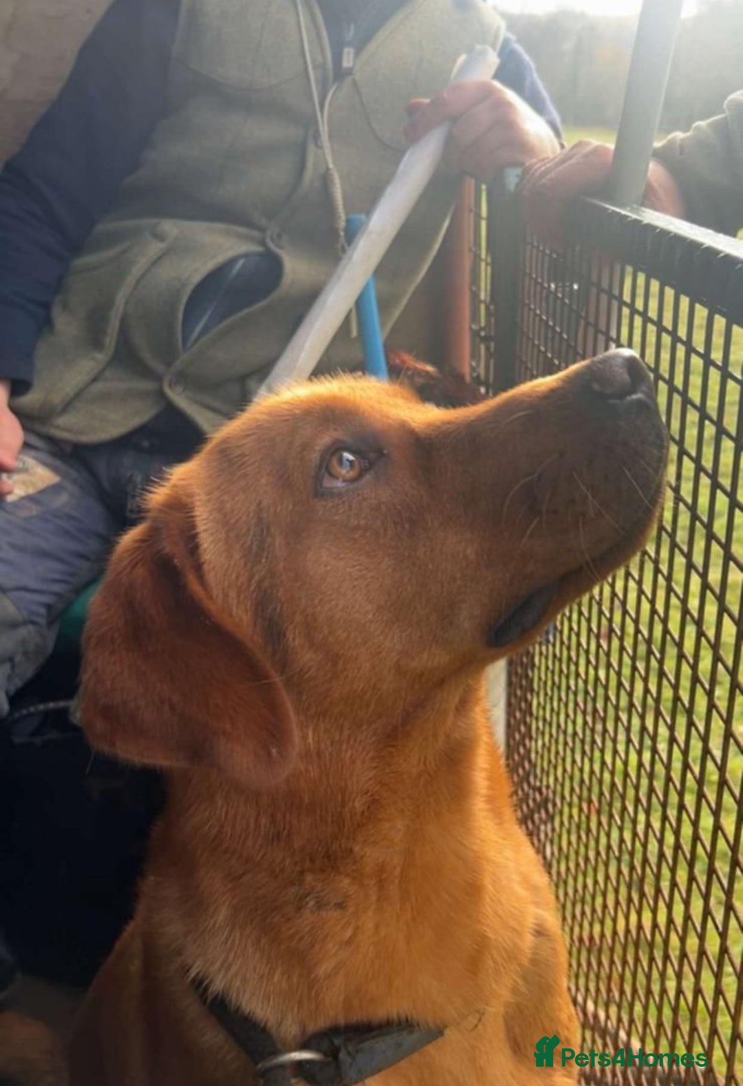 Labrador Retriever dogs for sale: Fox Red Labrador puppies  - Image 23