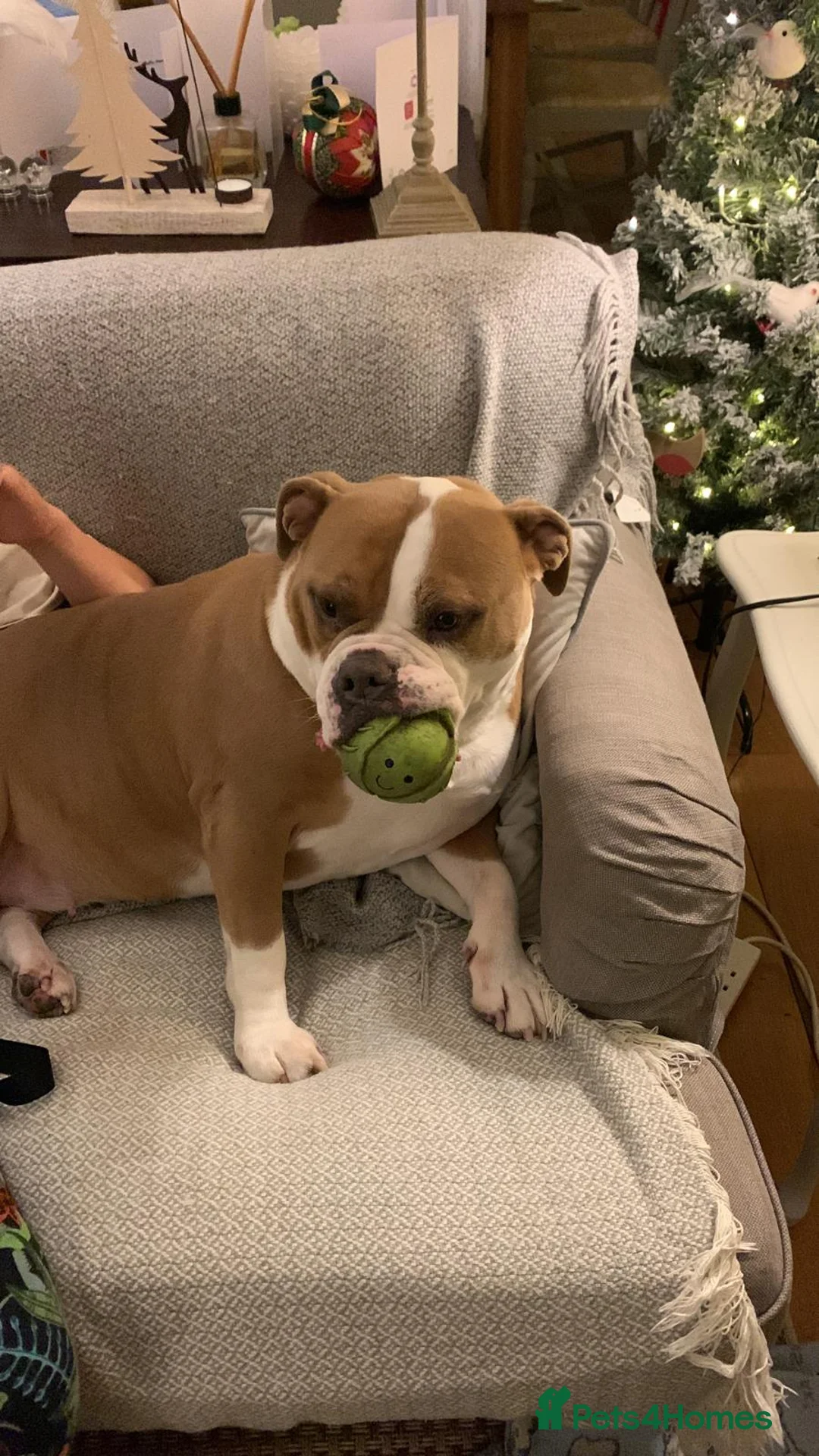 Olde English Bulldogge dogs for sale: Meet Piggles - Advert 2