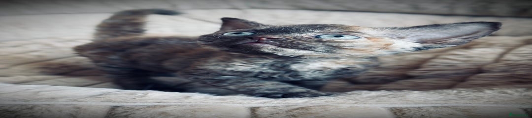Devon Rex Kitten 4