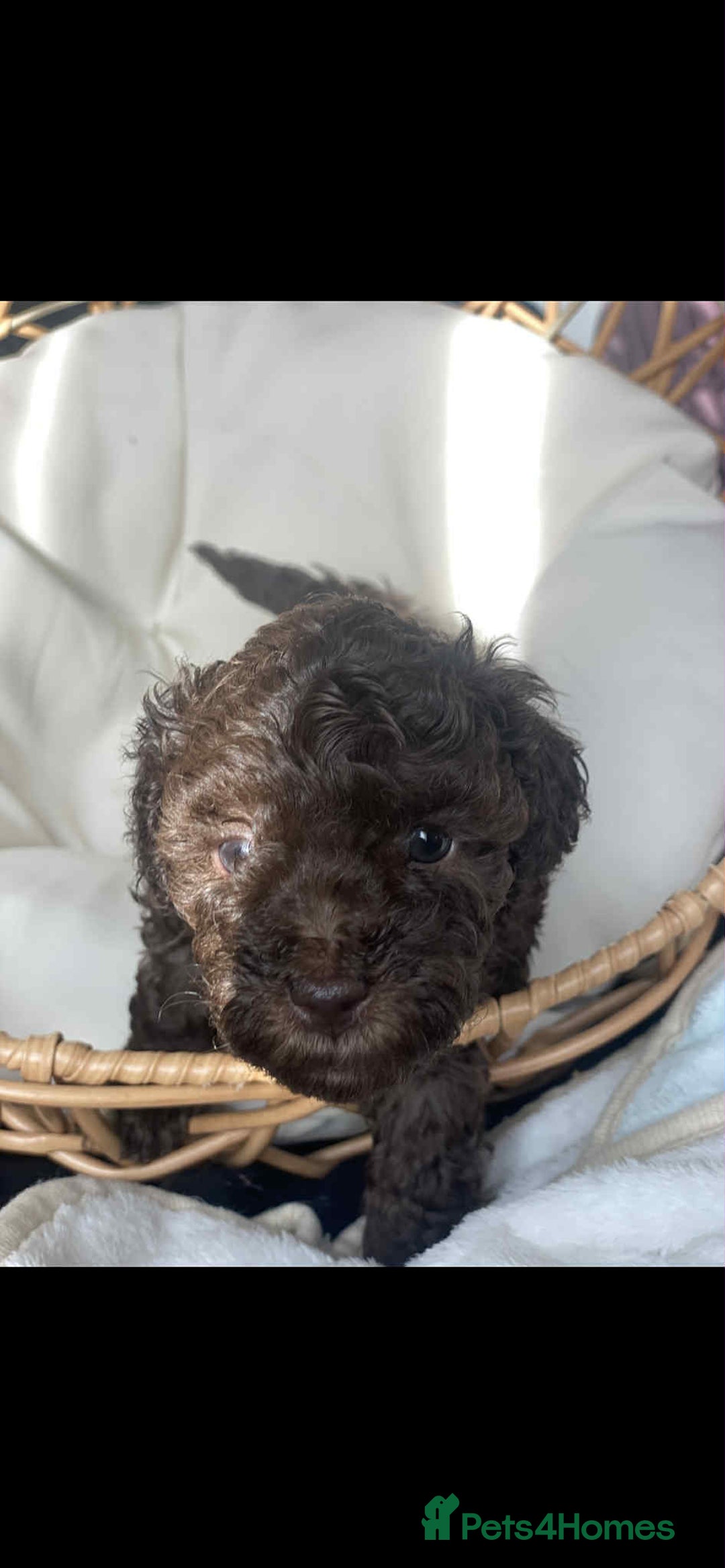 Toy Poodle dogs for sale: One Kc phantom toy poodle left- ready now!  - Advert 25