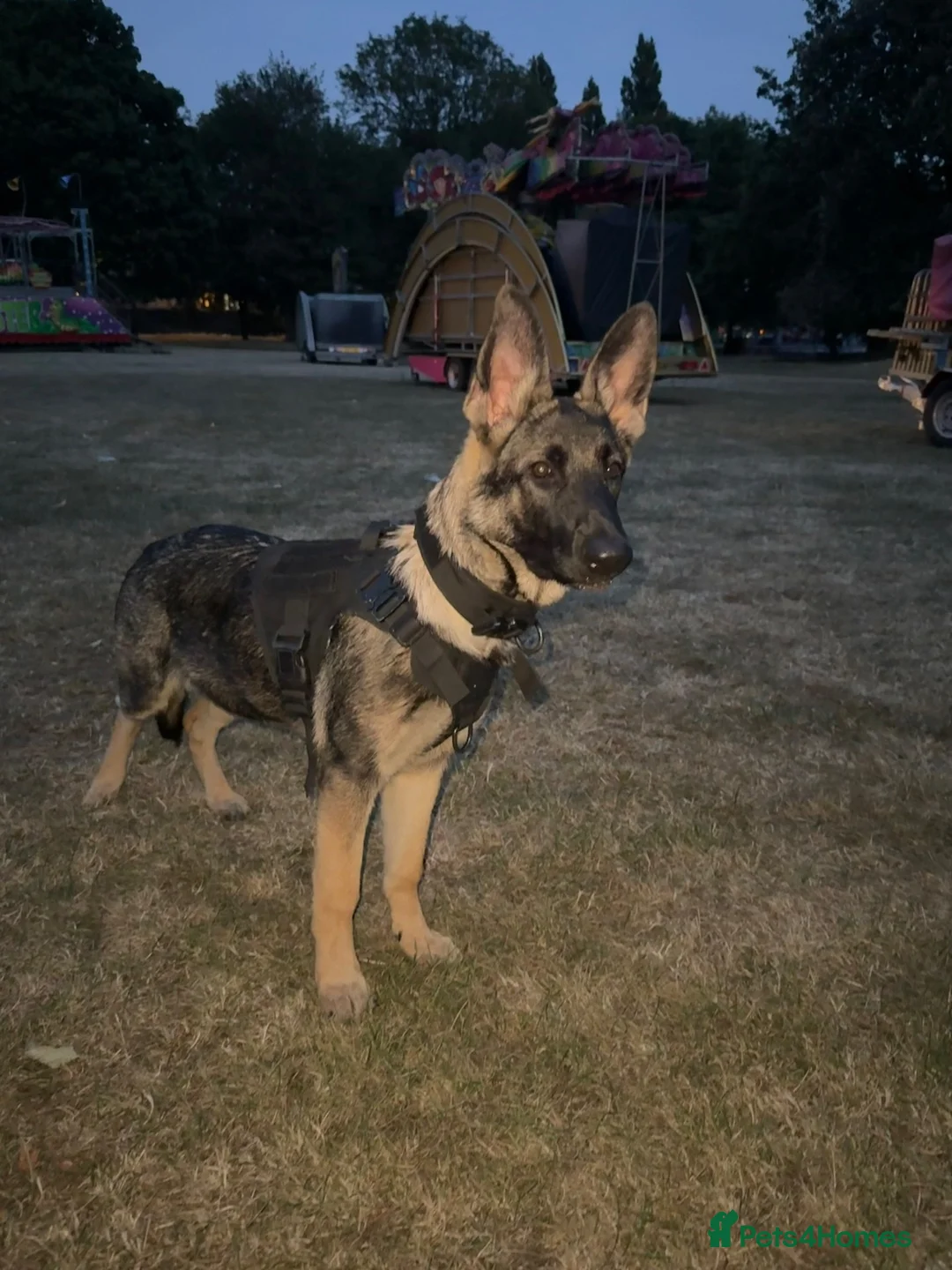 German Shepherd dogs for sale: 6 month old German shepherd for sale in Bradford - Advert 4