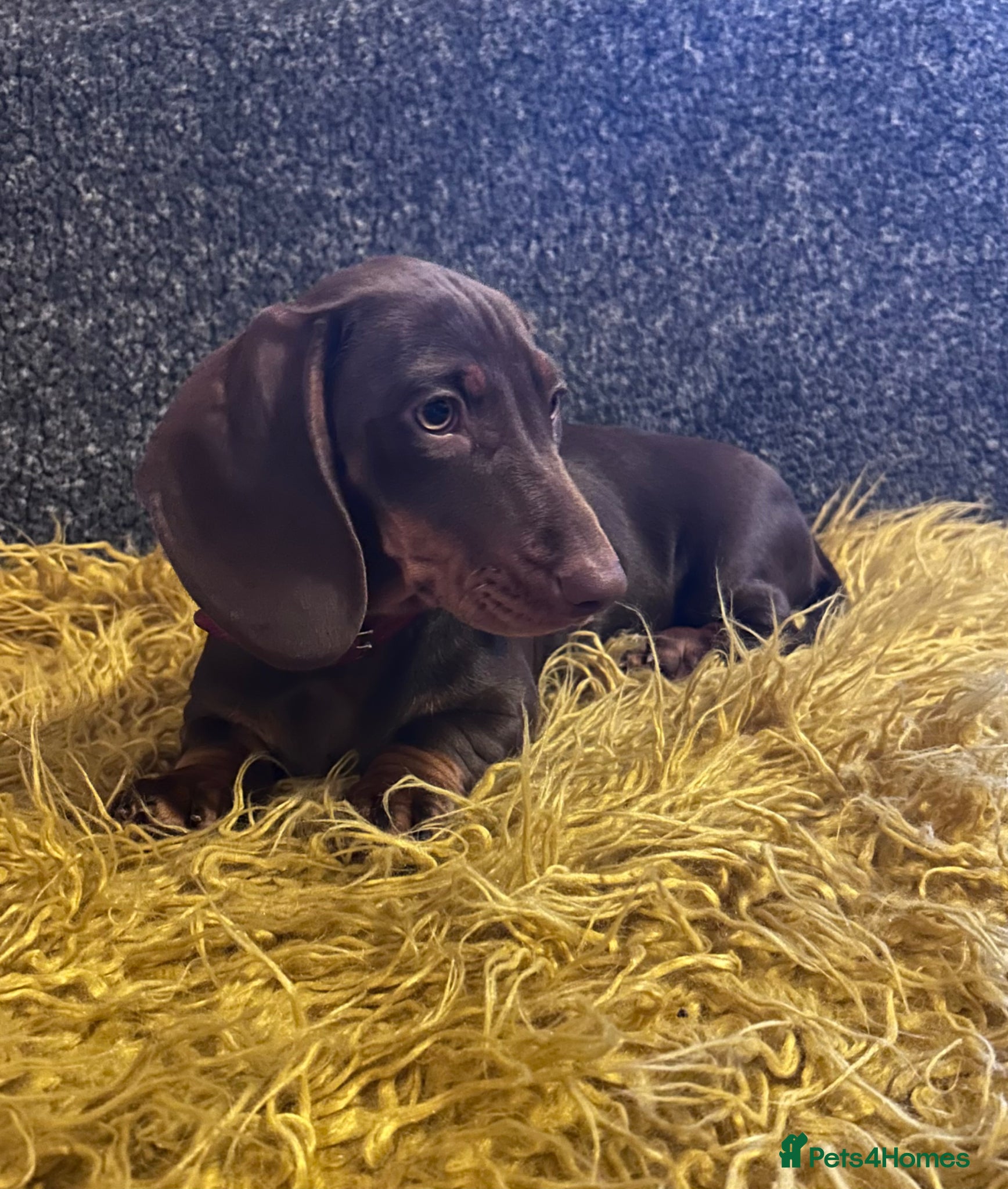 Dachshund dogs Only ONE Girl left Standard dachshund - Advert 1