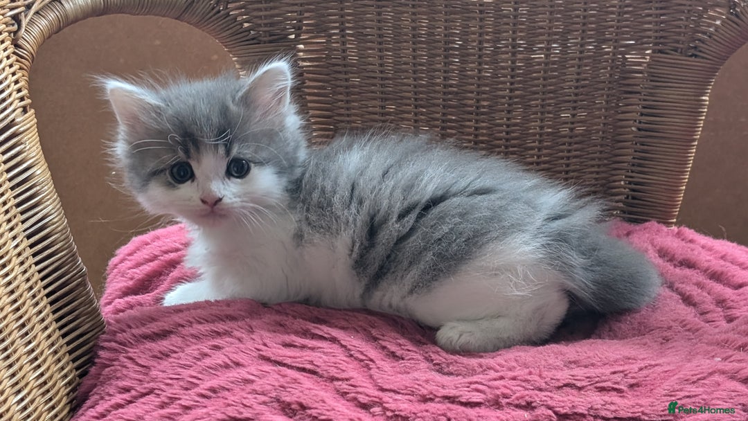 Maine Coon cats for sale: 5 Beautiful Maine Coon kittens available! 😻 - Image 10