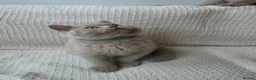 British Shorthair cats for sale: 🐾 GCCF British Shorthair Kittens  - Advert 14