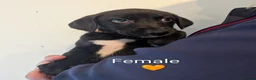 Lurcher dogs for sale: Whippet/Bedlington puppies (Lurcher) - Advert 5