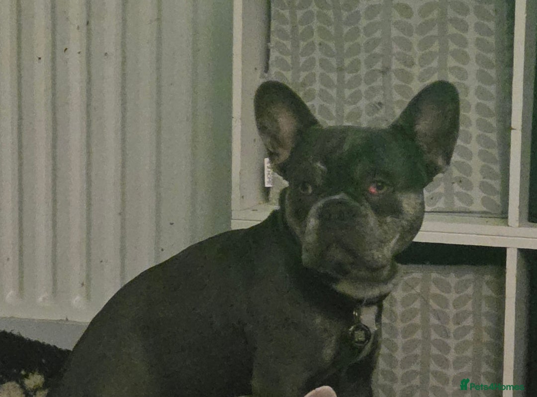French Bulldog dogs for sale: Male French bulldog - Advert 5