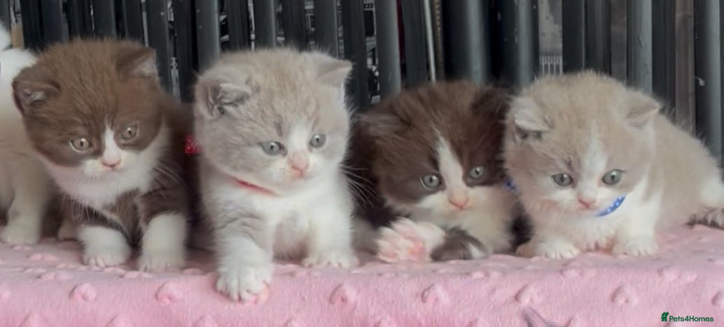 British Shorthair cats for sale: Beautiful BSH Champion line Kittens  - Advert 15