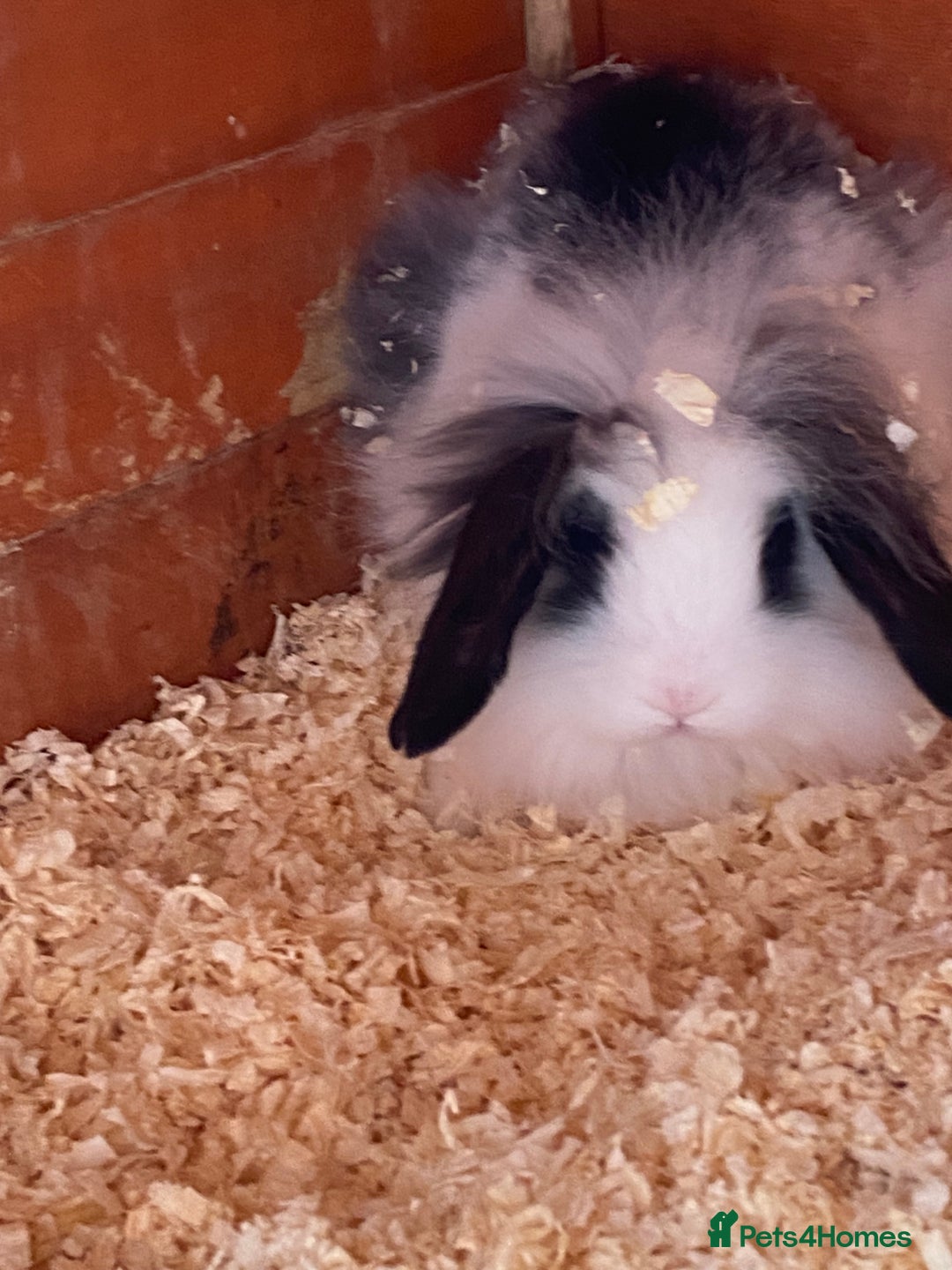 Mini Lop rabbits for sale: 3 beautiful mini lops(60 each or 2 for £100) - Image 5