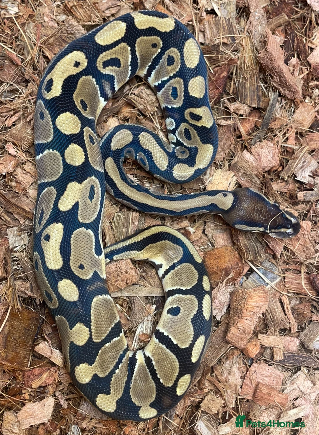 Python Snake reptiles for sale: Two girls pythons - Advert 1