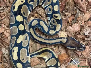 Python Snake reptiles Two girls pythons - Advert 9