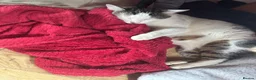 Domestic Shorthair cats for sale: Meet Falcon - Advert 2