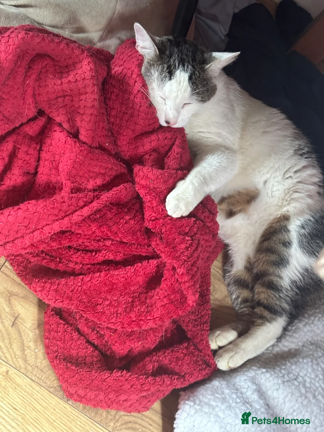 Domestic Shorthair cats for sale: Meet Falcon - Advert 2