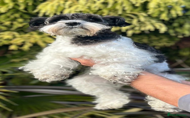 Miniature Schnauzer dogs - Advert 5