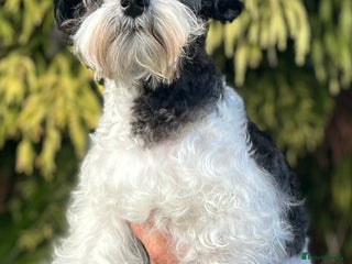 Miniature Schnauzer dogs - Advert 3