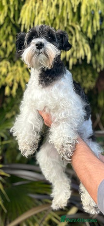 Miniature Schnauzer dogs - Advert 5