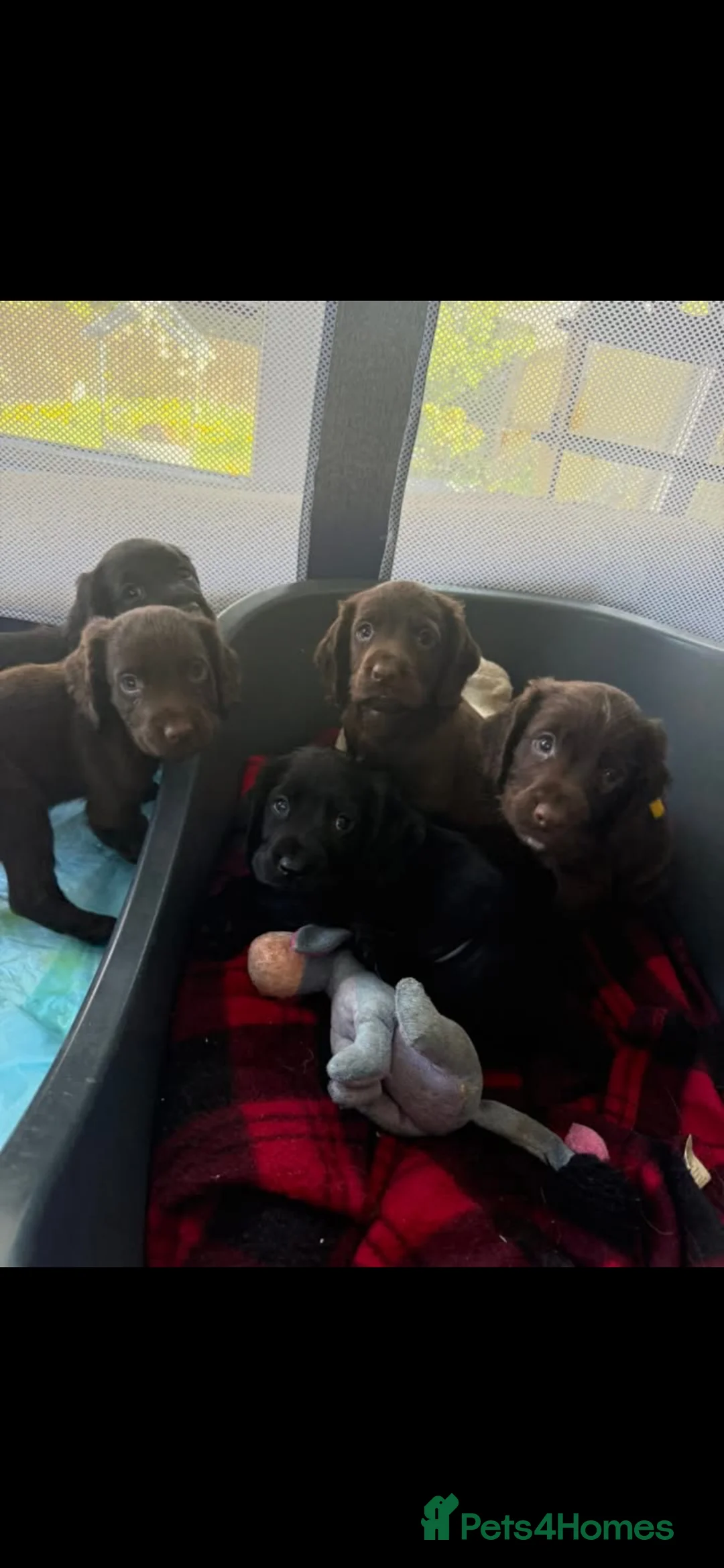 Cocker Spaniel dogs for sale: Cocker spaniel puppies  in Maybole - Advert 2