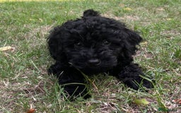 Cockapoo dogs for sale: Cockapoo Puppies - Advert 2