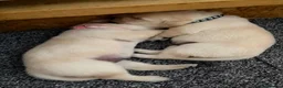 Labrador Retriever dogs for sale: VET HEALTH TESTED LABRADOR PUPPIES - Advert 2