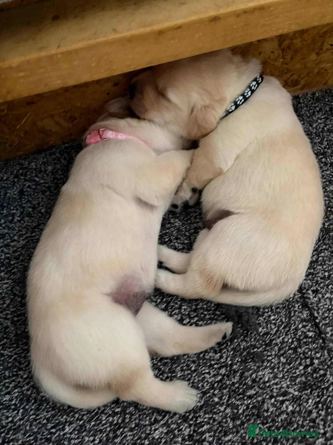 Labrador Retriever dogs for sale: VET HEALTH TESTED LABRADOR PUPPIES - Advert 2