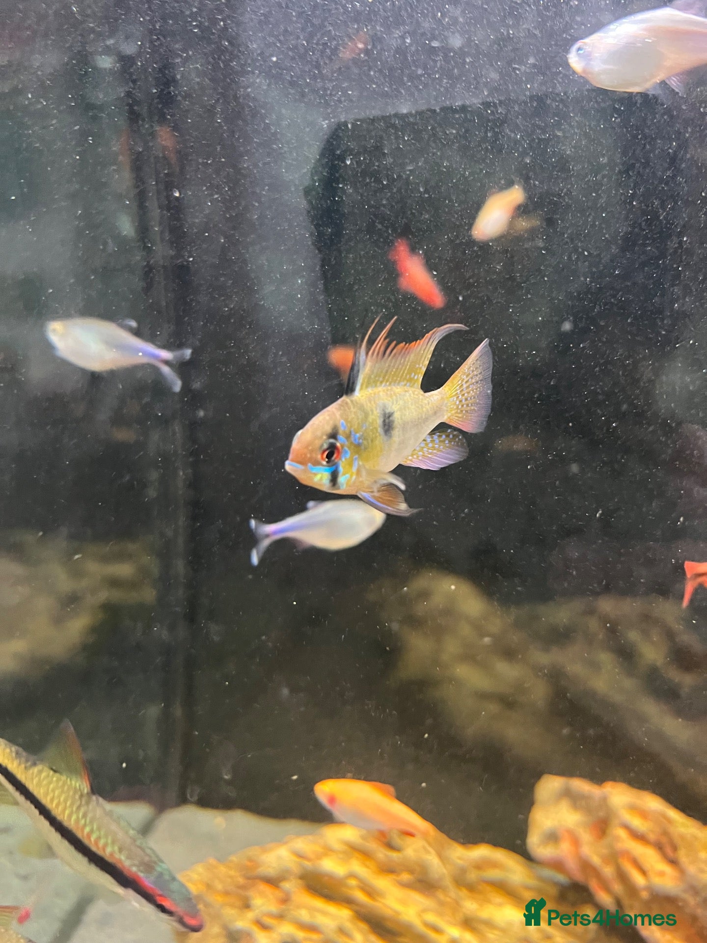 Tetras fish Tropical fish  - Advert 18