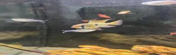 Tetras fish for sale: Tropical fish  - Advert 1