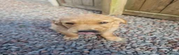 Golden Retriever dogs for sale: Stunning dark golden retriever puppies for sale - Advert 14