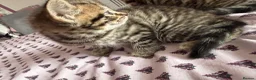 British Shorthair cats for sale: Adorable Kittens Looking for Loving Homes 🐾 - Advert 23