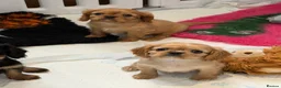 Cavalier King Charles Spaniel dogs for sale: Kennel club registered cavalier King Charles pups  - Advert 9