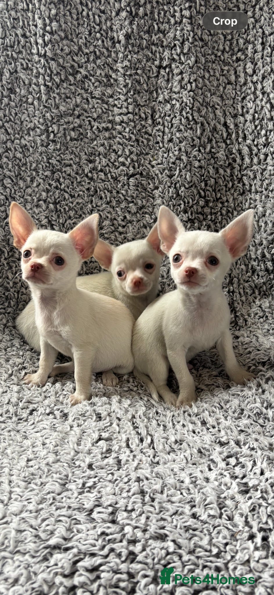 Chihuahua dogs Chihuahua puppy’s ( ready now) - Advert 9