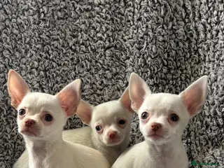 Chihuahua dogs Chihuahua puppy’s ( ready now) - Advert 1