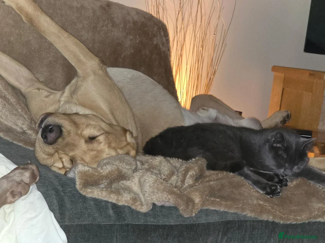 Labrador Retriever dogs for stud: Proven Working Labrador Retriever for Stud in Aberystwyth - Advert 10