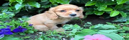 Mixed Breed dogs for sale: £750 *last few *boys - Advert 3