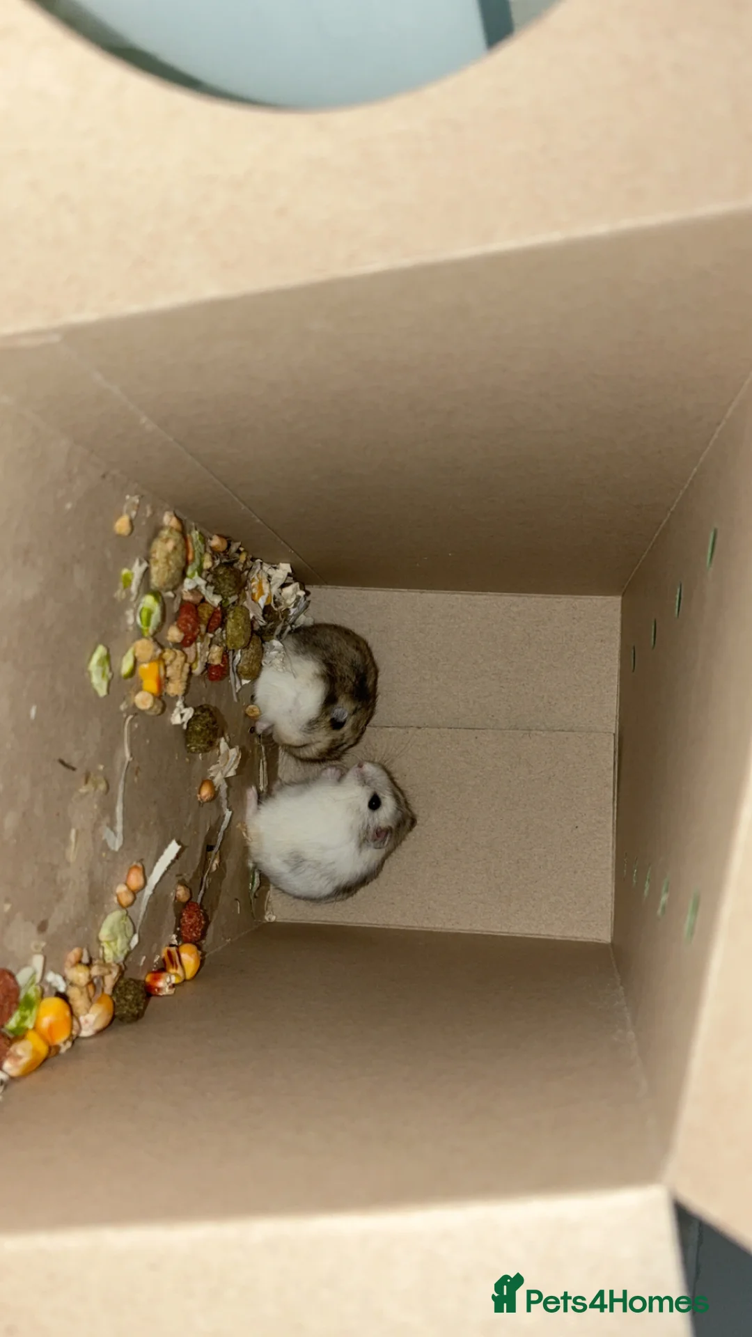 Hamster rodents for sale: Hamsters  in Exmouth - Advert 1