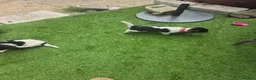 Jack Russell dogs for sale: Pure jack russel in Portsmouth - Advert 4
