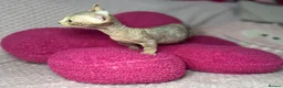 Sphynx cats for sale: Canadian bambino Sphynx kittens  - Advert 17