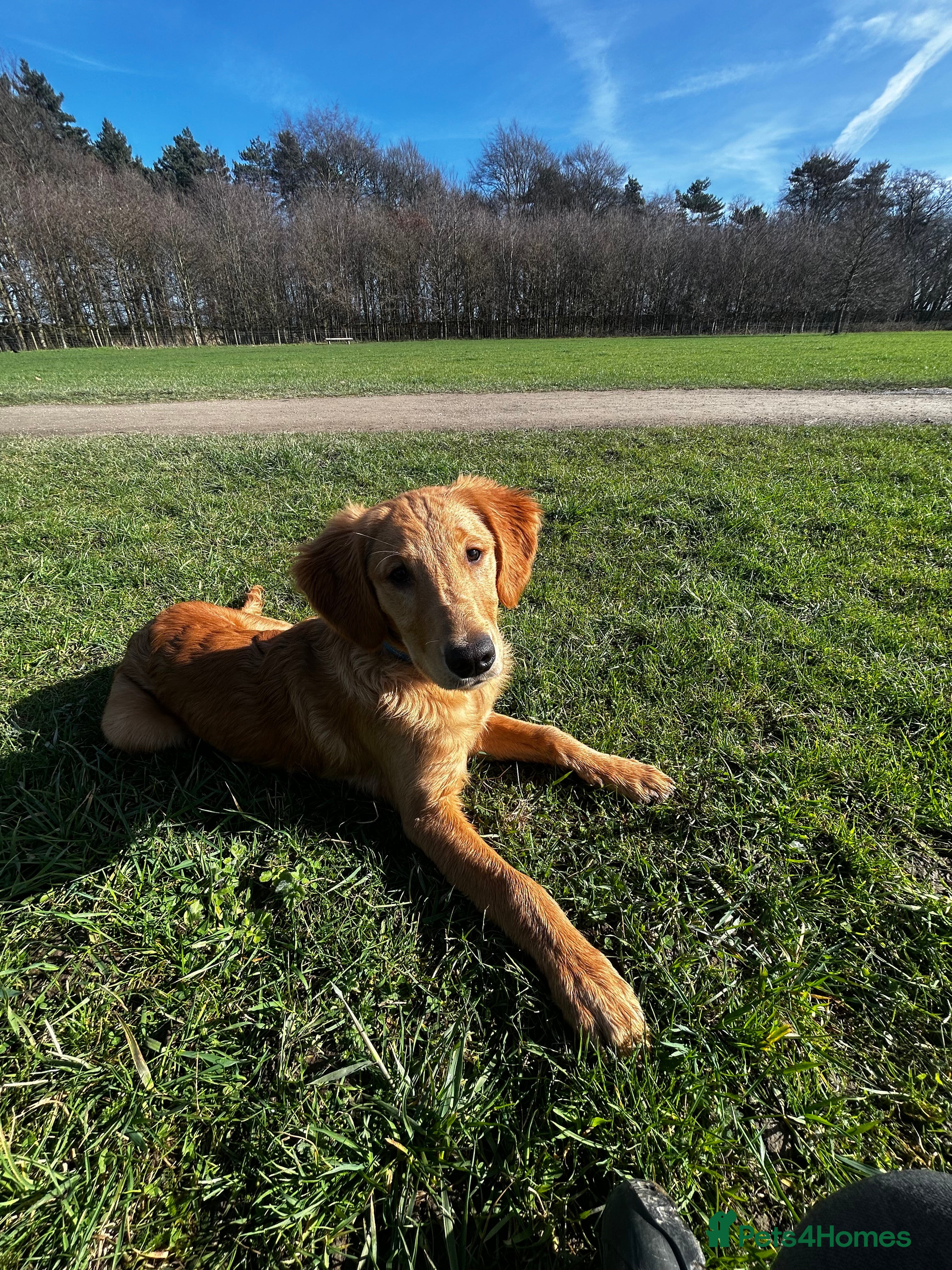 Golden Retriever dogs Trained Golden Retriever for sale  - Advert 5