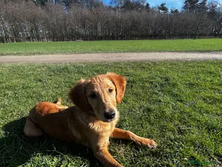 Golden Retriever dogs Trained Golden Retriever for sale - Advert 5