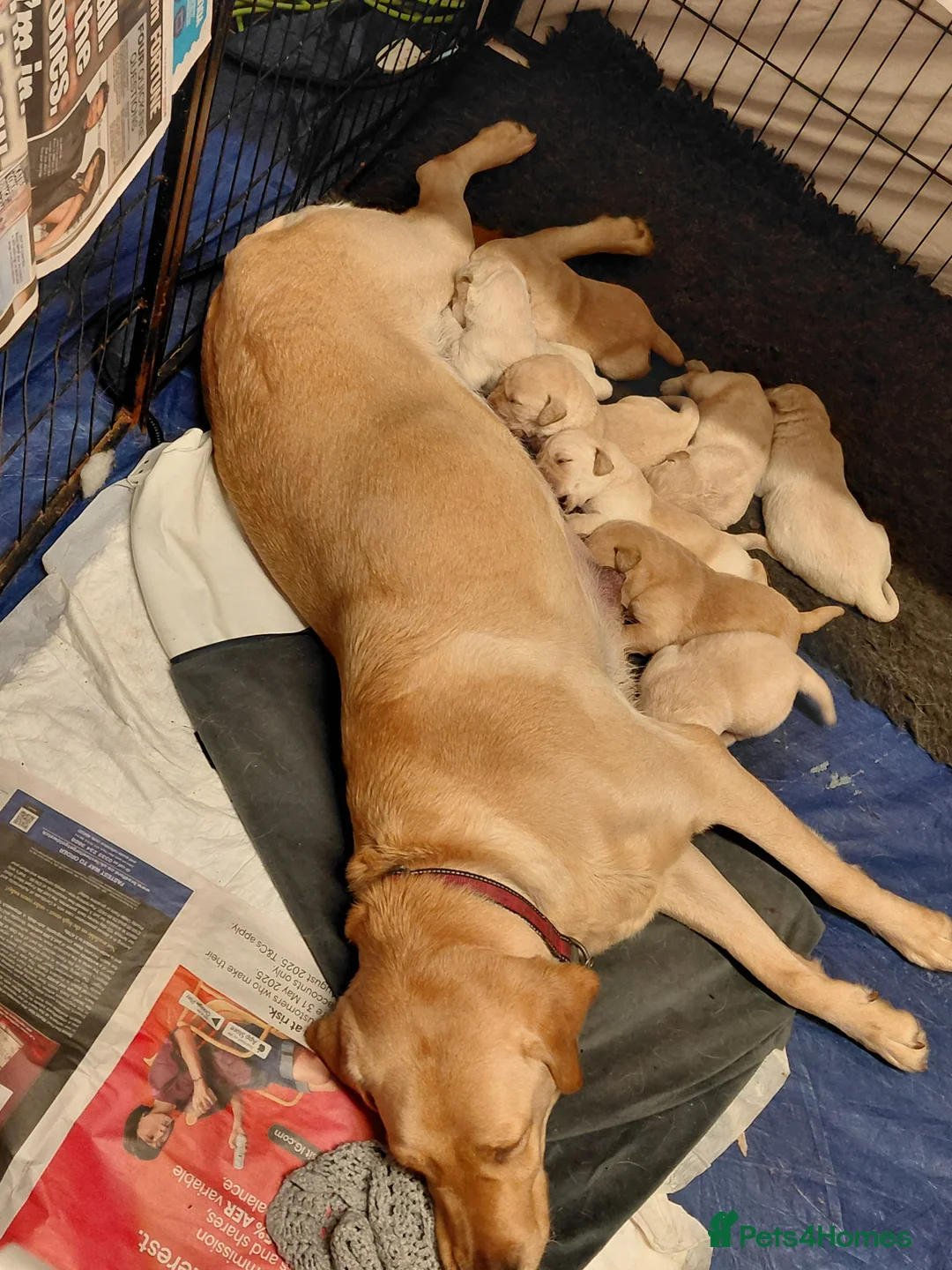 Labrador Retriever dogs for sale: Pure bred labrador puppies - Advert 4