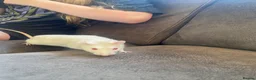 Rat rodents for sale: 2 albino rats  - Advert 2