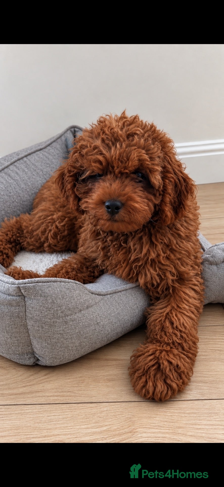 Cavapoo dogs Family Raised Cavapoo Puppies ready to Reserve!  - Advert 1