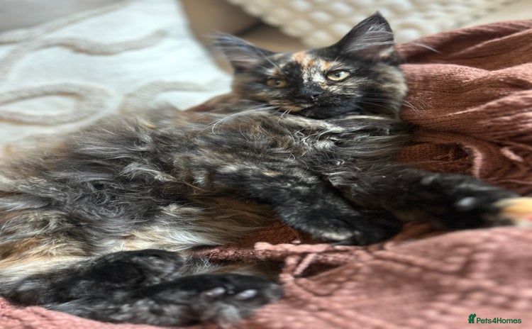 Maine Coon cats - Advert 13