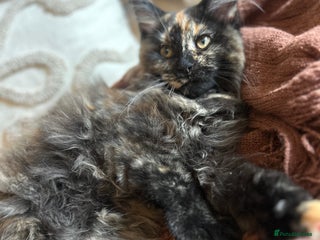 Maine Coon cats - Advert 32