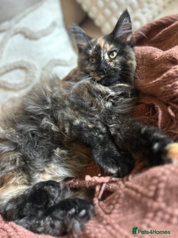 Maine Coon cats - Advert 13