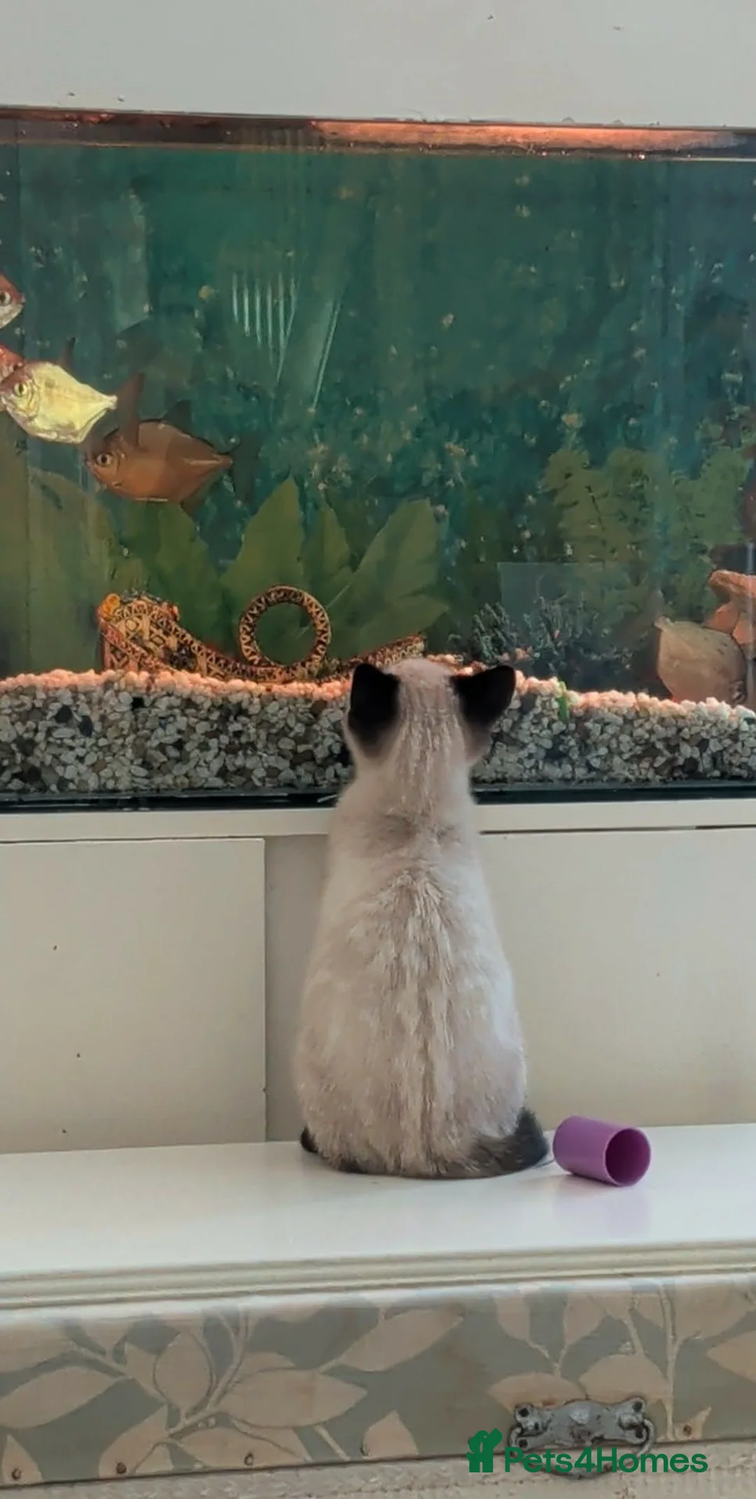 Siamese cats for sale: Seal point Siamese - Advert 2