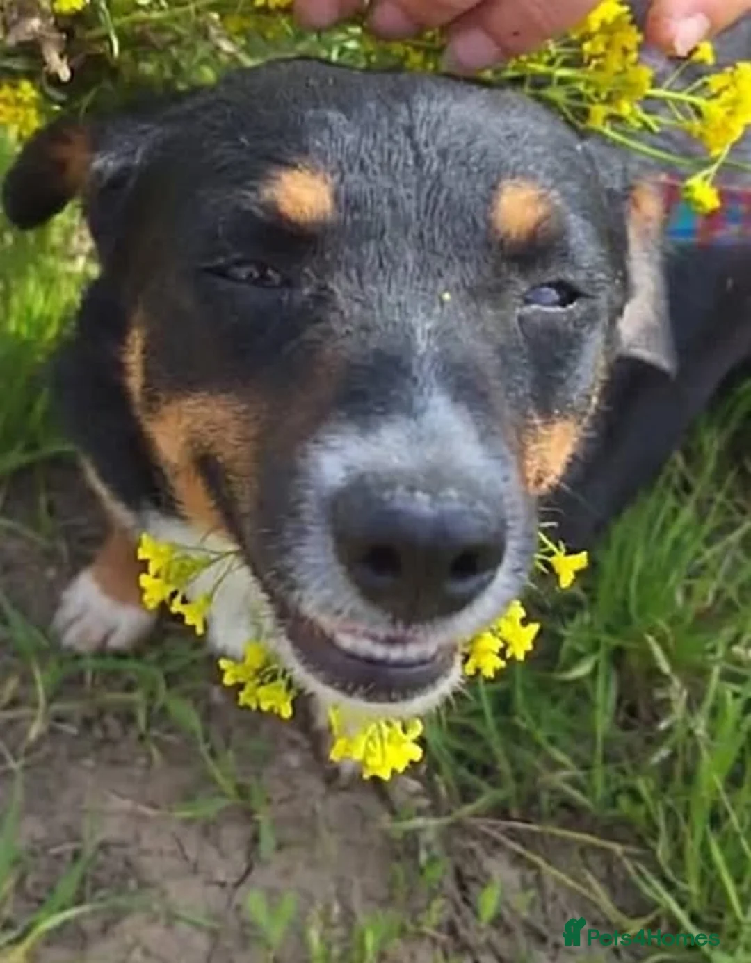 Mixed Breed dogs for adoption: Fran – Small Mixed Breed, 2 Years Old  - Advert 1