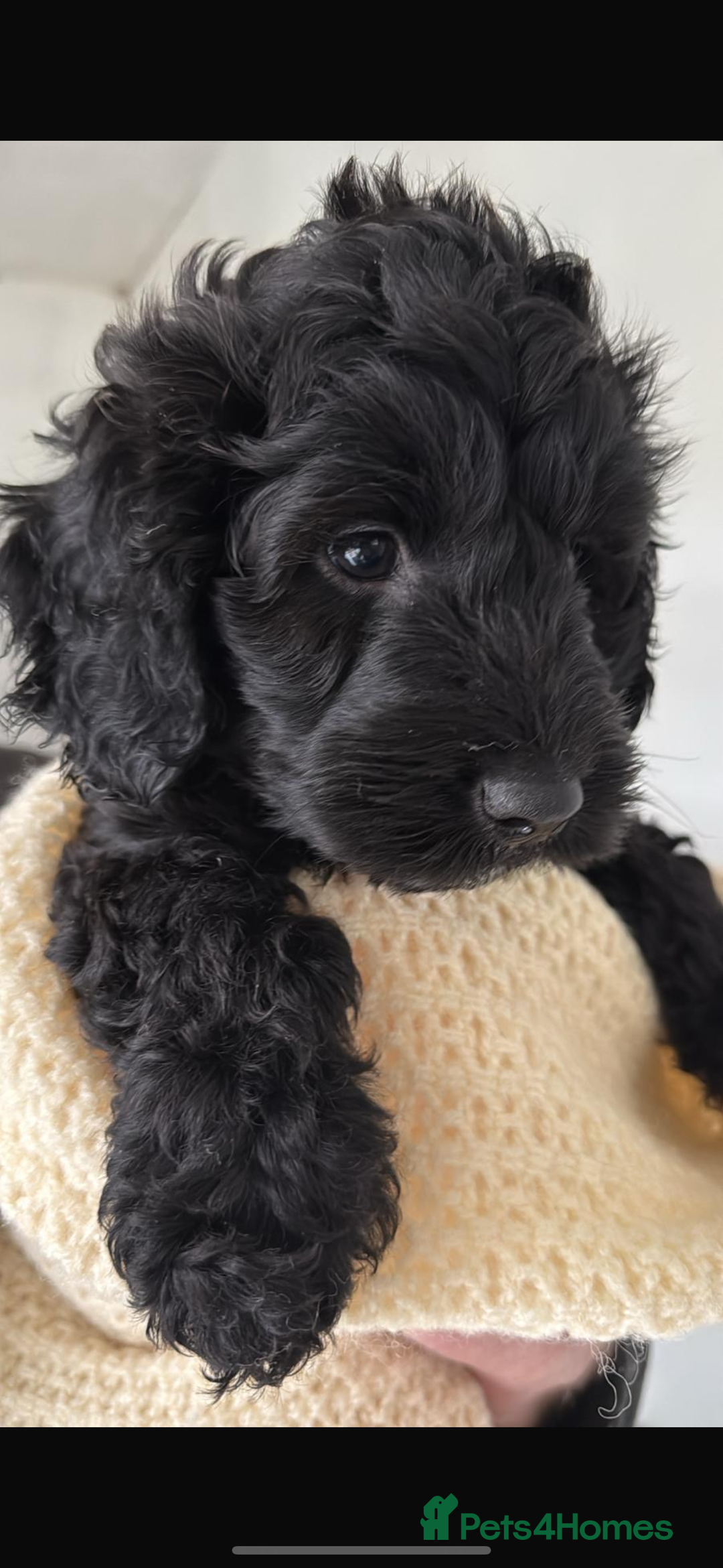 Sproodle dogs for sale: Beautiful Sproodle boy puppy - Advert 3