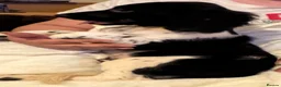 English Springer Spaniel dogs for sale: English springer spaniel puppies  - Advert 3